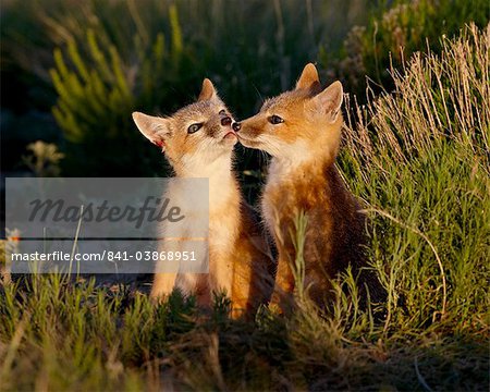 Zwei schnelle Fuchs (Vulpes Velox) Kits von Pawnee National Grassland, Colorado, Vereinigte Staaten von Amerika, Nordamerika