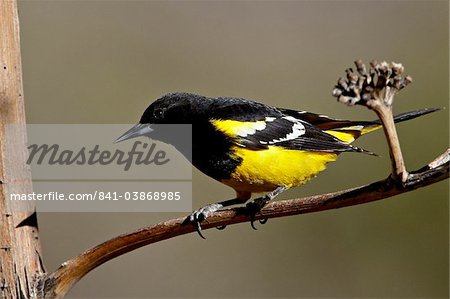 Mâle oriole (Icterus parisorum), jaune Chiricahuas, Coronado National Forest, Arizona, États-Unis d'Amérique, l'Amérique du Nord Mâle oriole (Icterus parisorum), jaune Chiricahuas, Coronado National Forest, Arizona, États-Unis d'Amérique, l'Amérique du Nord