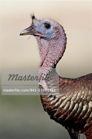Dindon sauvage (Meleagris gallopavo) gobbler, Chiricahuas, Coronado National Forest, Arizona, États-Unis d'Amérique, l'Amérique du Nord Dindon sauvage (Meleagris gallopavo) gobbler, Chiricahuas, Coronado National Forest, Arizona, États-Unis d'Amérique, l'Amérique du Nord