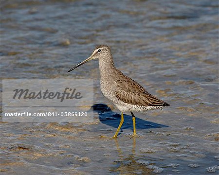 Short-Billed Dowitcher (Limnodromus griseus) wading, Sonny Bono Salton Sea National Wildlife Refuge, California, United States of America, North America