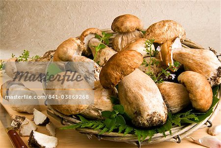 Steinpilze (Pfennig Brötchen) (KEP) Pilze (Boletus Edulis), Italien, Europa