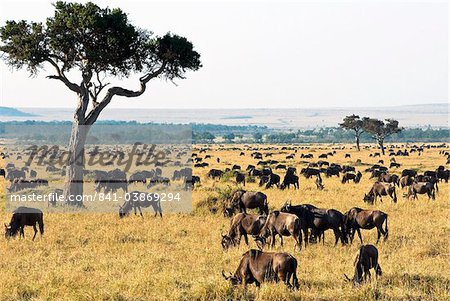 Herd of wildebeest (Connochaetes taurinus), Masai Mara National Reserve, Kenya, East Africa, Africa