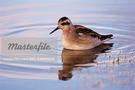 Red-necked Phalarope à bec étroit (phalaropus lobatus), North Iceland (Nordurland), Islande, régions polaires