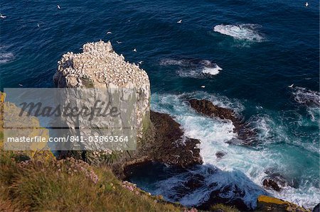 Gannet colony (Sula bassana) at Langanes, Langanes Peninsula, North Iceland (Nordurland), Iceland, Polar Regions