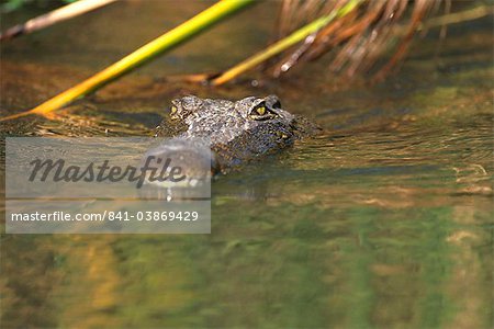 Un crocodile du Nil (Crocodylus niloticus) dans l'eau, la réserve de faune Moremi, Delta de l'Okavango, au Botswana, Afrique