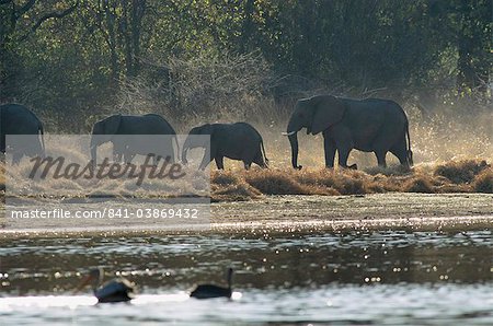 Éléphants, réserve de faune de Moremi, Delta de l'Okavango, au Botswana, Afrique