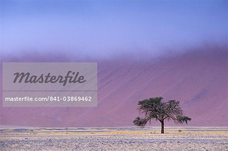 Frühen Morgennebel auf roten Sanddünen sind bis zu 300 m hohen Tal Sossusvlei, Namib-Naukluft Park, Namibia, Afrika