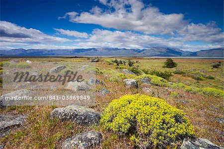 Fleurs d'été vif sur la Steppe de Patagonie près de El Calafate, en Patagonie, en Argentine, Amérique du Sud