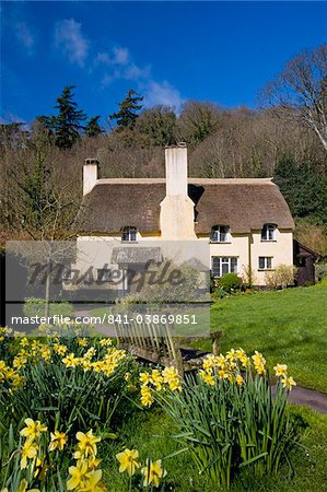 Thatched cottage and daffodils in the Exmoor village of Selworthy, Somerset, England, United Kingdom, Europe