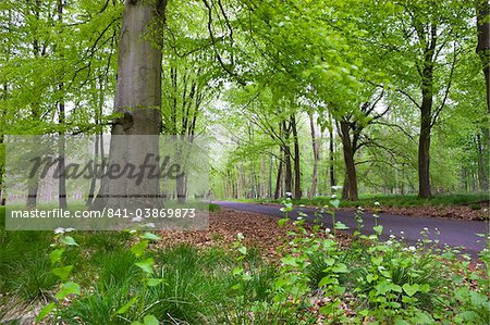 Verdant spring foliage around the Grand Avenue of Savernake Forest, Marlborough, Wiltshire, England, United Kingdom, Europe