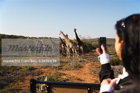 Woman photographing giraffes, Addo Elephant Park, Eastern Cape, South Africa, Africa