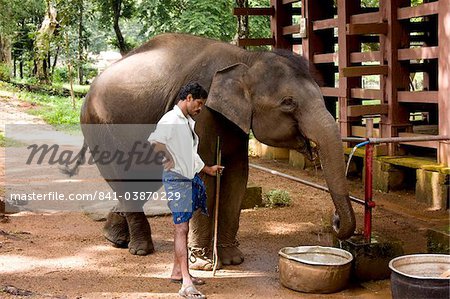 Elephant camp, Konni, Kerala, Inde, Asie