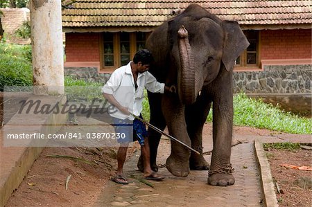 Elephant camp, Konni, Kerala, India, Asia