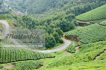 Jardins de thé, Munnar, Kerala, Inde, Asie