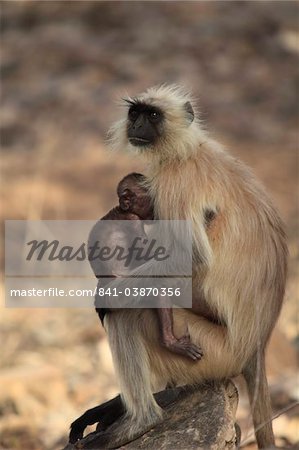 Langur monkey with baby, (Semnopithecus entellus), Ranthambhore National Park, Rajasthan, India, Asia