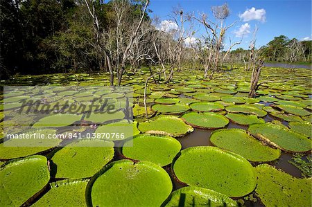 Giant lily leaves and flower in the Amazonian forest, Manaus, Brazil, South America