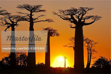 Avenue de Baobabs au coucher du soleil, Madagascar, Afrique