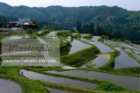 Flooded rice paddy terraces in early spring in mountain village of Hata, Takashima, Shiga, Japan, Asia