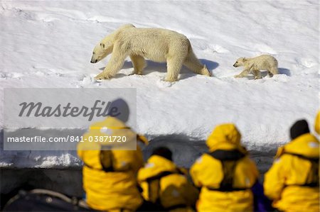 Touristes en pneumatique zodiac regarder la mère ours polaire et son ourson âgé de six mois dans la neige, Holmiabukta, nord du Spitzberg, Svalbard, Norvège Arctique, Scandinavie, Europe
