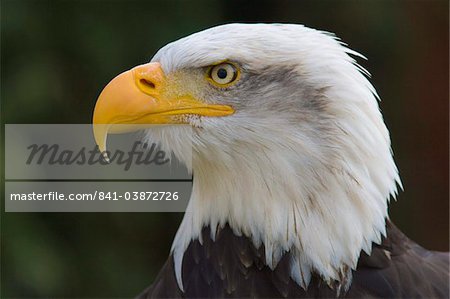 Bald eagle in captivity, Hampshire, England, United Kingdom, Europe