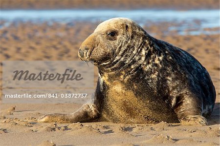 Phoque gris (Halichoerus grypus) bull, Donna Nook, Lincolnshire, Angleterre, Royaume-Uni, Europe