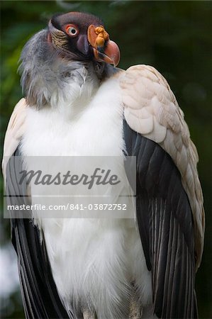 King vulture (Sarcoramphus papa) portrait, controlled conditions, United Kingdom, Europe