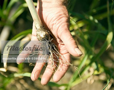 Hand holding plant root