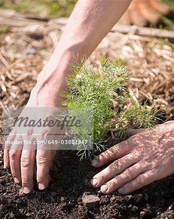 Plantation d'arbres dans le sol des mains