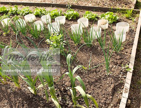 Rows of plants in garden