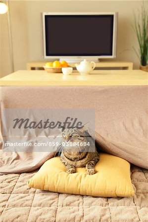 Japonais Kotatsu et chat