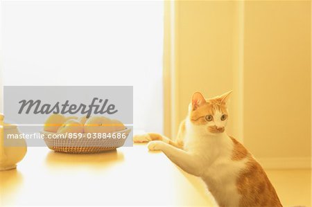 Japonais Kotatsu et chat