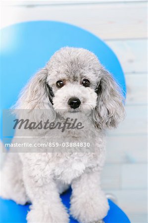 Toy Poodle Sitting On Chair