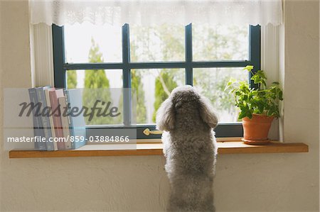 Toy Poodle Dog Standing Near Window