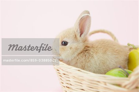 Rabbit Sitting In Basket