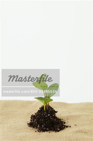 Seedling On Jute Cloth