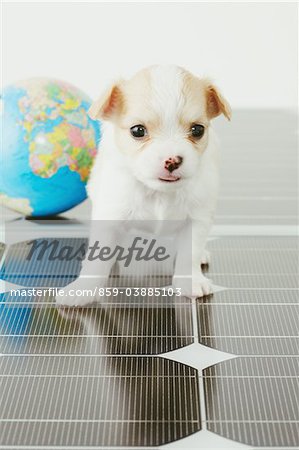 Chihuahua avec Globe debout sur panneau solaire