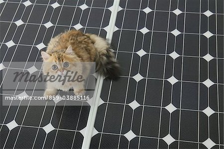 Domestic Cat On Solar Panel