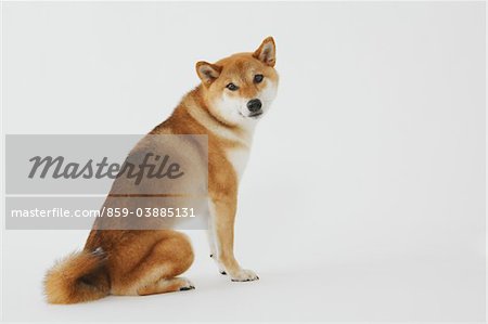 Shiba-Ken Hund sitzend