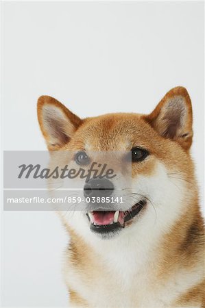 Shiba Inu chien