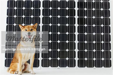 Shiba Inu assis en face de panneau solaire