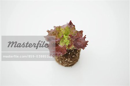 Red leaf lettuce