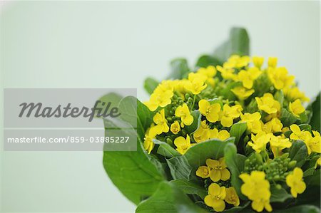 Fleurs du viol d'épinards moutarde japonaise