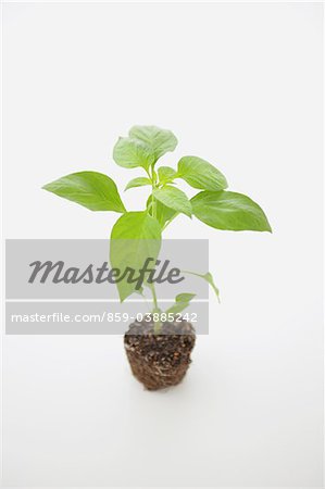 Bell pepper seedling Bell pepper seedling