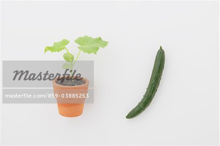 Cucumber and Seedling