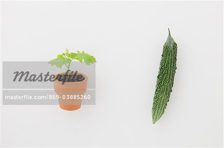 Bitter melon and Seedling