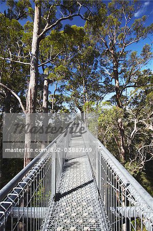 Treetop Walk dans la vallée des géants, Walpole, Australie-occidentale, Australie