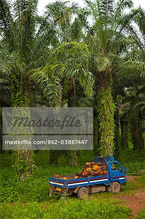 Burundi. Palmöl Baumplantagen säumen die Ufer des Tanganjikasees.