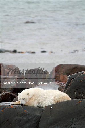 Churchill, Manitoba, Canada. Un ours polaire mâle se trouve sur les rochers à côté de la baie d'Hudson, en attente de la banquise au formulaire. Photographié à la fin octobre.