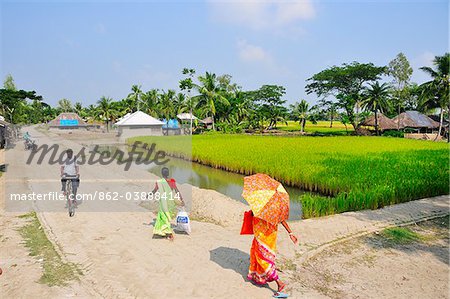 Rice fields in Dayapur. Sundarbans National Park, Tiger Reserve. West Bengal, India