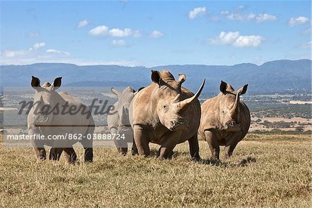 White rhinos in Solio Game Ranch with the Aberdare Mountains in the background.